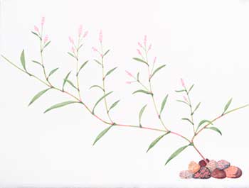 Persicaria Species