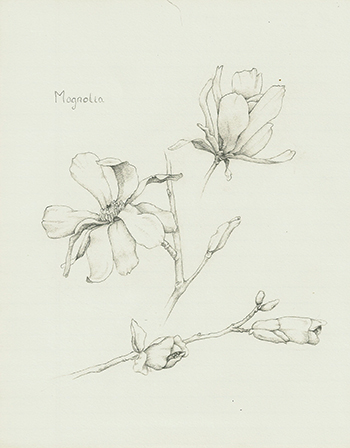 Magnolia